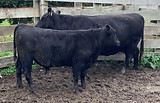 Lot 49 Cow & Calf 2042.JPEG