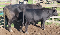 Lot 51 Cow & Calf 4051.JPG
