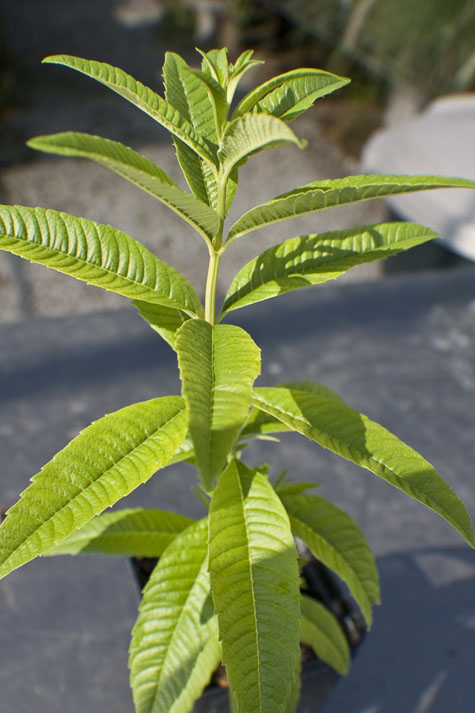 LemonVerbena
