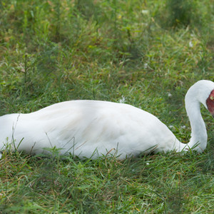 International Crane Foundation 2014