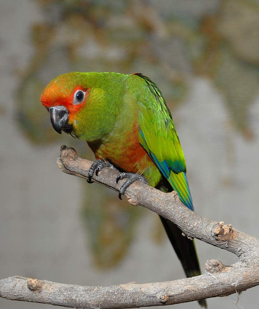 Gold-capped Conure