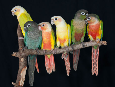 Green-cheek Conure Color Mutations