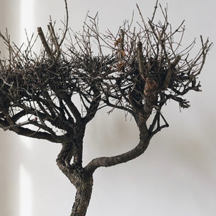 white wall tree trunk and brunch