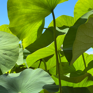 Did You Know? A Japanese Tradition Marks the Start of Summer