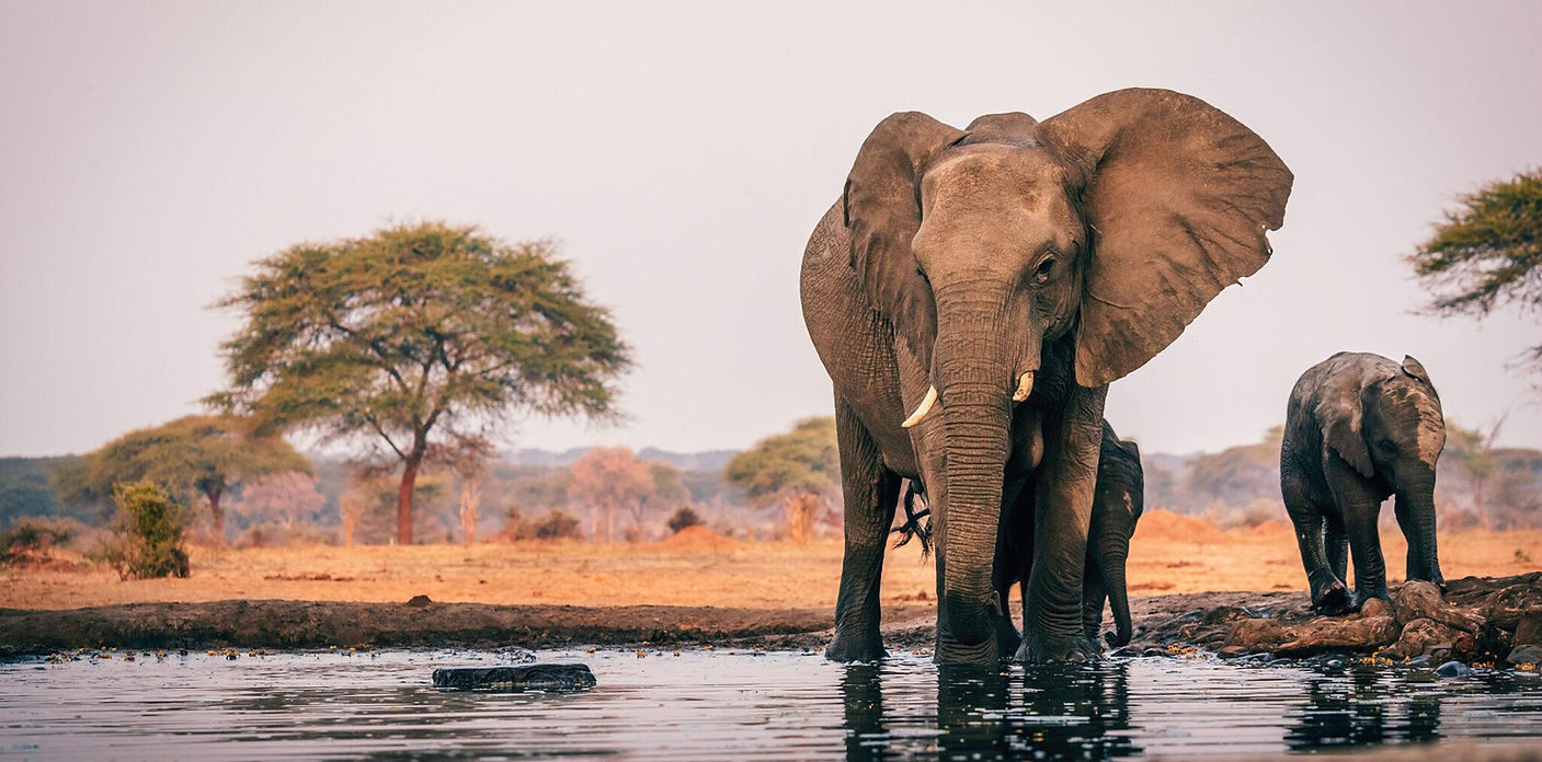 botswana-experience-safaris--2048x1013.jpg