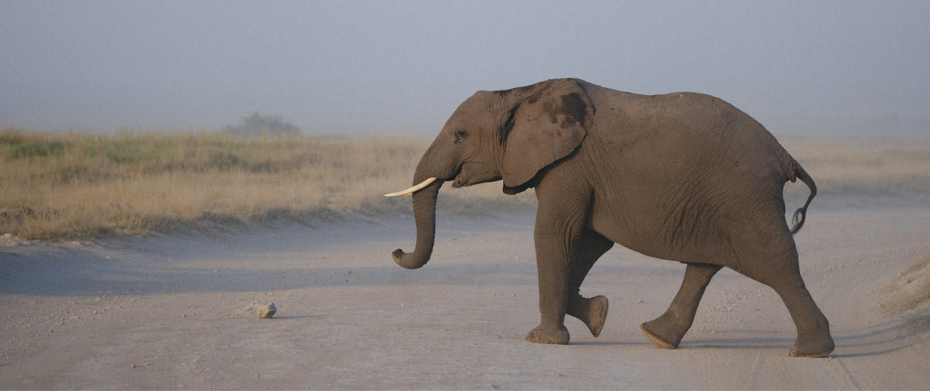 An elephant walking across a dirt road in the wild_edited.png