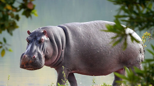 Hippo.jpg