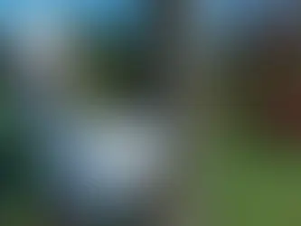 Why Hiring an ISA Certified Arborist Matters for Your Trees in Clermont & Minneola