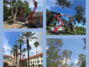 🌳 Tree Service Near Me in Clermont, FL: What Homeowners Need to Know Before Hiring