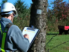 What Global News Means for Clermont Homeowners (And Your Trees)