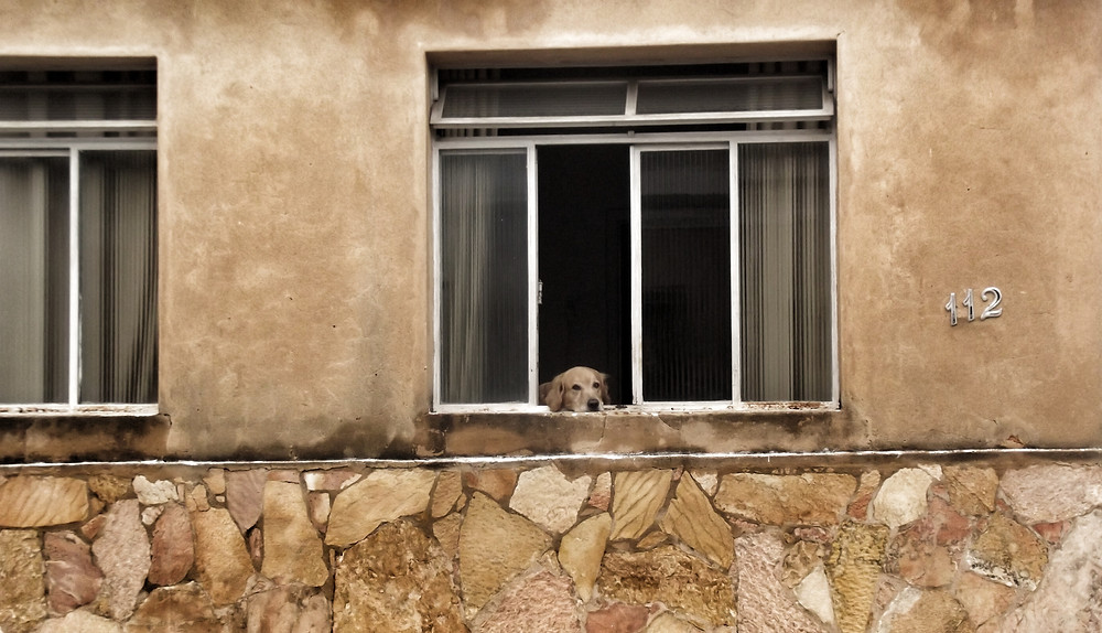 Fotografia de rua de uma casa com muso de pedras e paredes cor de areia, um cachorro apoia a cabeça em uma janela olhando para o movimento que passa.