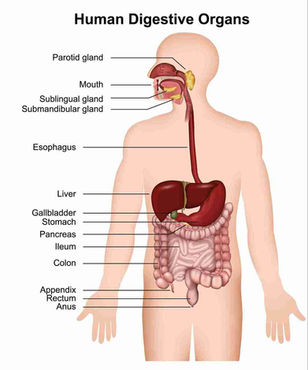 Mastering Your Gut Health: A Guide to Relieving Common Digestive Discomforts