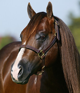 magnum-chic-dream-headshot.jpg