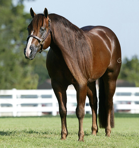 magnum-chic-dream-three-qtrs-profile.jpg