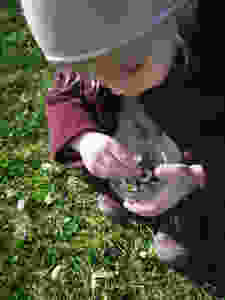 Gänseblümchen, Mazerat, Salbe, Katharina rührt, Hautpflege