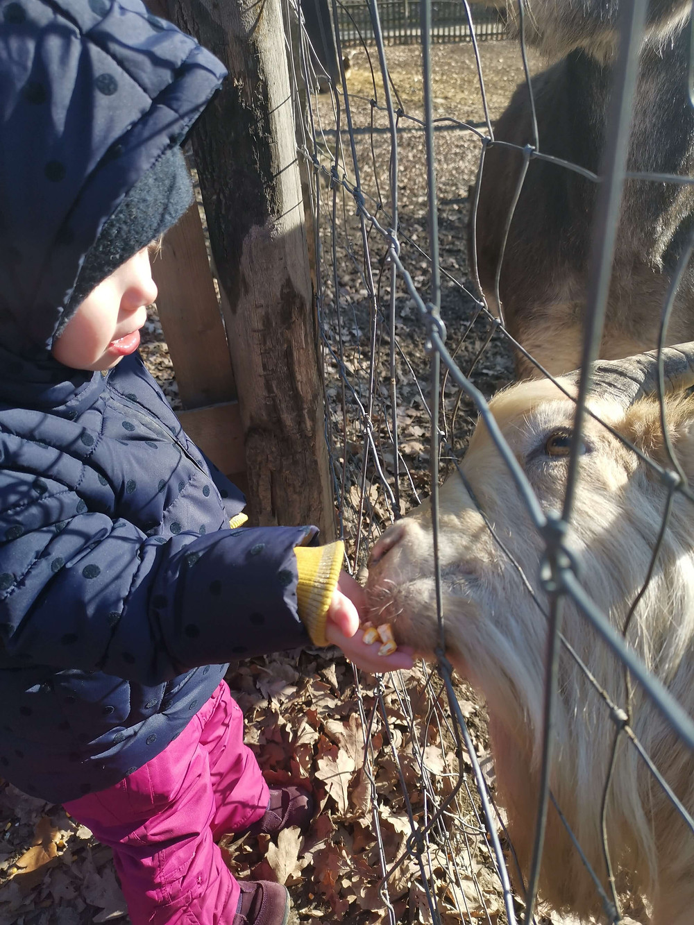 Katharina rührt, neue Kurse, Tierpark Ernstbrunn, Wildpark Ernstbrunn, Wegweiser neues Jahr