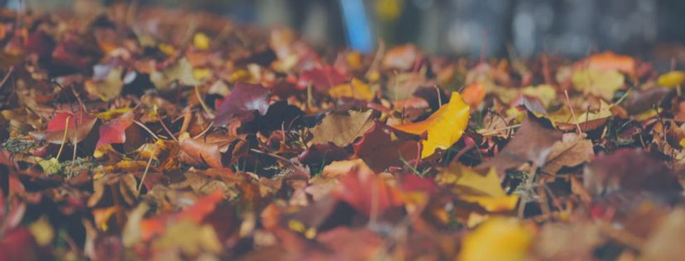 Herfst fluisteringen.jpg