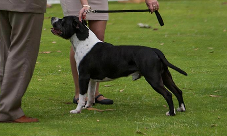 HANK - 2nd Place Open Dog - American Staffordshire Specialty Show 2012