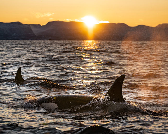 Image by Bart van meele