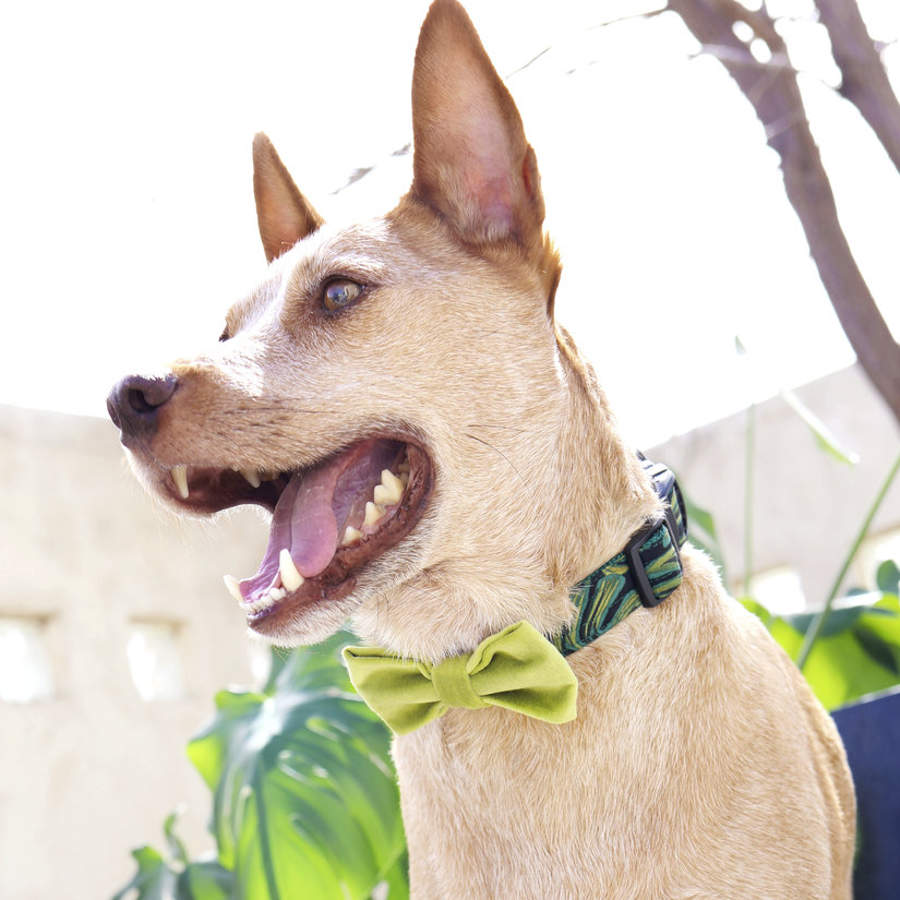 Thumbnail: Velveteen Dog Collar Bow Tie