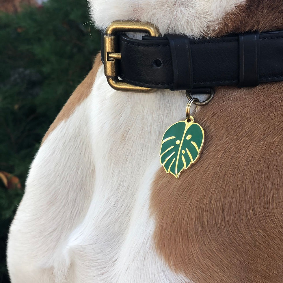 Thumbnail: Monstera Leaf Bolt Pet Tag