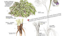 Discover the Magic of Comfrey Oil