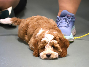 Puppy dog training