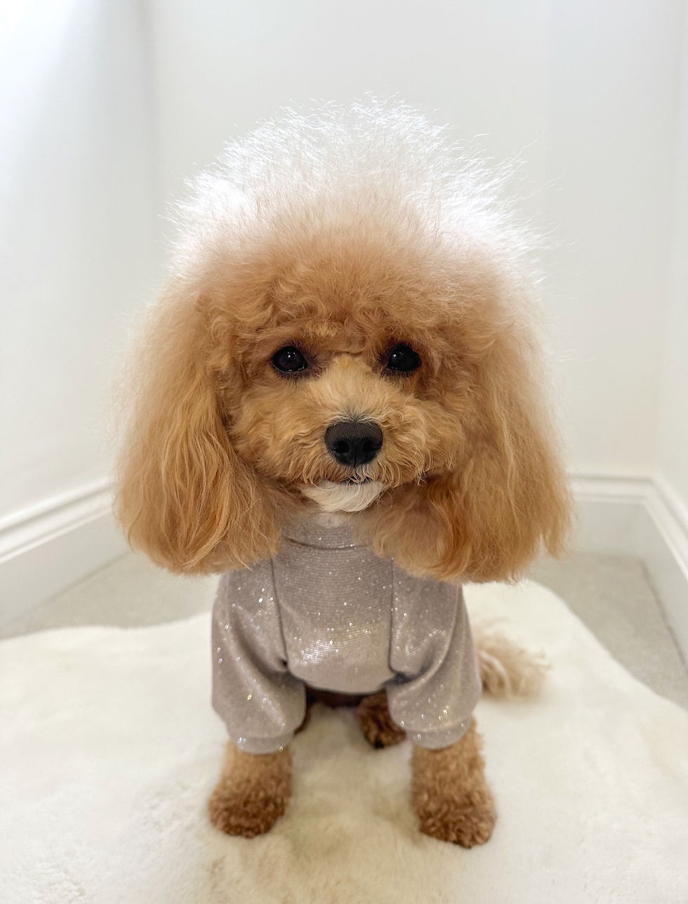 Thumbnail:  Sparkle Pup - Sparkle Handmade Jumper