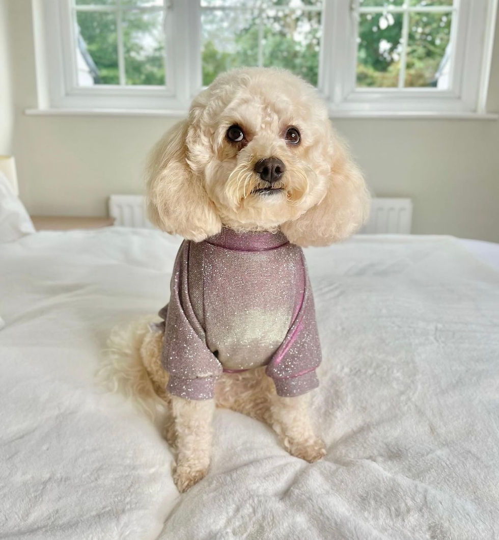 Thumbnail:  Sparkle Pup - Sparkle Handmade Jumper