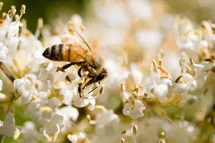 What-Are-the-Physical-Characteristics-of-a-Honey-Bee.webp