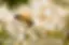What-Are-the-Physical-Characteristics-of-a-Honey-Bee.webp