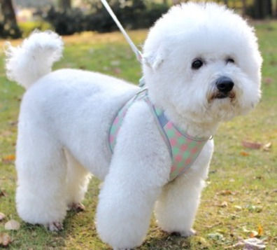 HARNESS