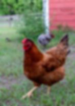 A red chicken with a rose comb