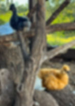 Two silkie juveniles perched on logs. One is blue one is buff