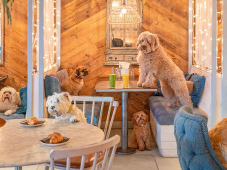 LONDON’S BEST DOG-FRIENDLY ATTRACTIONS AND ACTIVITIES