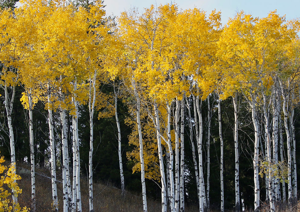 Aspens.jpg