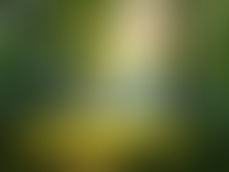 Maximising the Potential of Your Woodland: Essential Management Tips