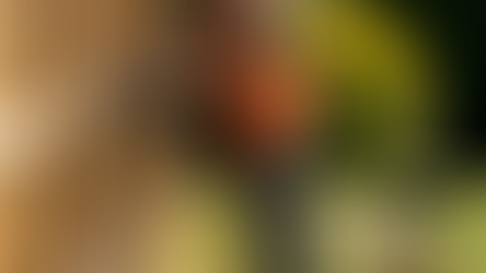 Securing Your Garden: How Fencing Can Deter Pests and Intruders