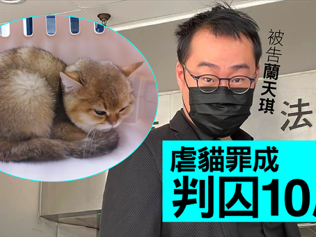 殘酷對待動物罪+毫無悔意=無可避免監禁式刑罰
