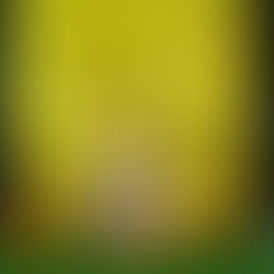 Sessão pré 1 Aninho Sebastian