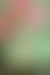 Acompanhamento trimestral - Laura