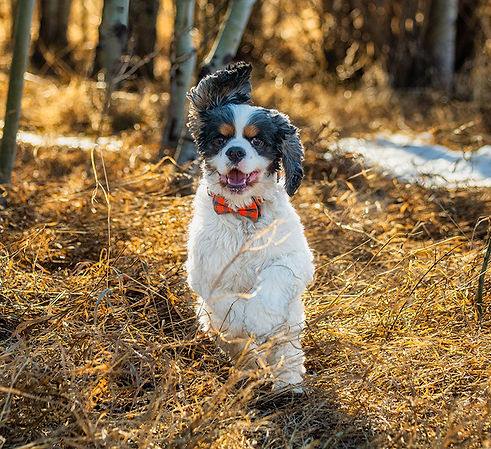 purebred merle cocker spaniels