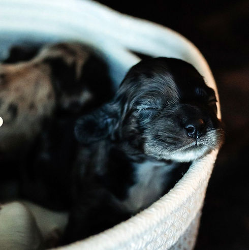 purbred merle cocker spaniel puppies