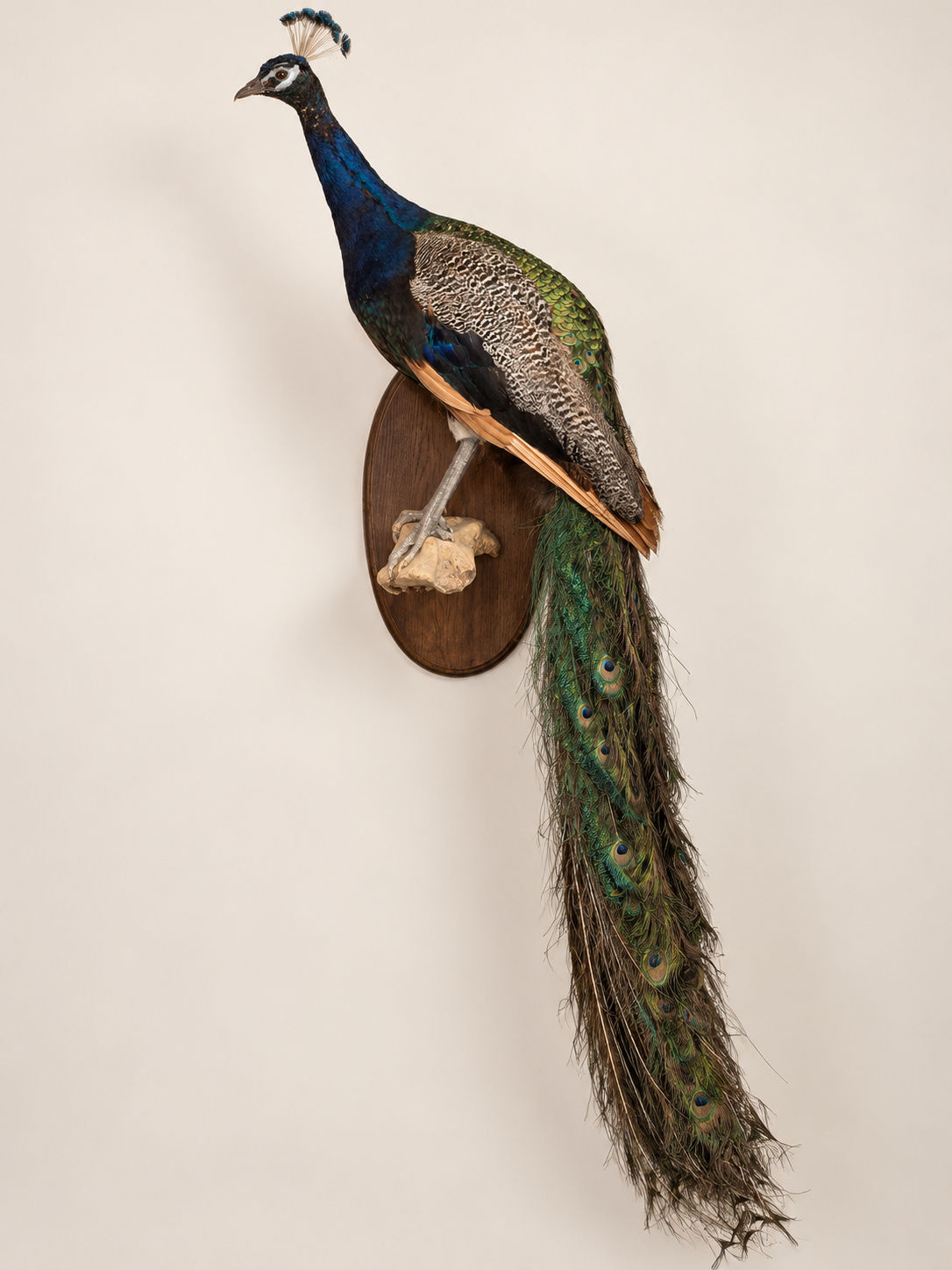 Taxidermy Antique Peacock