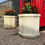 Thumbnail: Pair Of Stone Planters Plant Pots Urns Column Pots With Kimma Japonica Shrubs