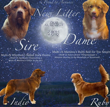 locandina indio ruby_edited.jpg