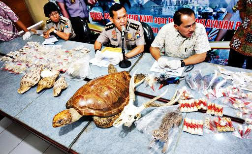 Indonesia has most wildlife
crime in Southeast Asia