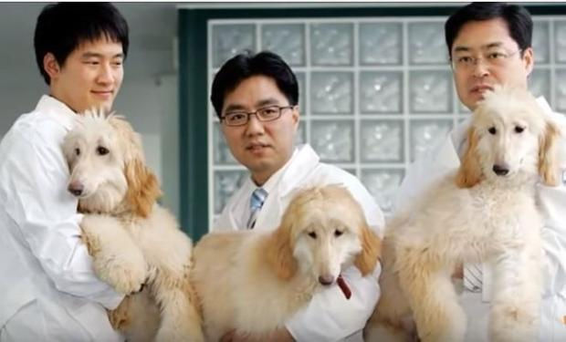 China will clone one million cattle a year and develop police dogs, racehorses on an industrial scal