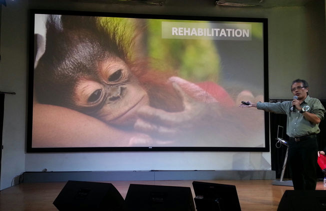 Orang Utan: Spesies Langka Tergusur Lahan Sawit dan Penebangan Liar