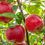 Thumbnail: APPLES (3 PER ORDER)